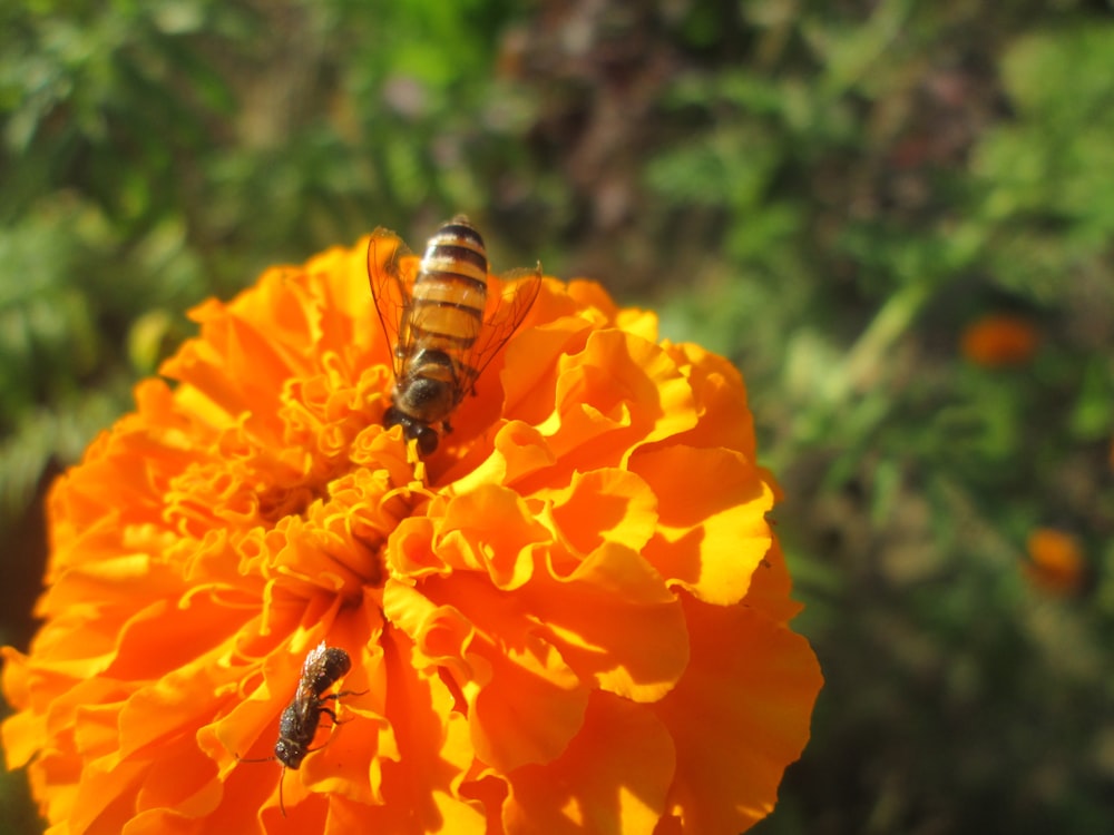 black and yellow bee on yellow flower during daytime