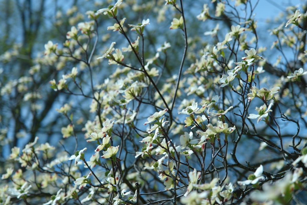 white flowers with green leaves during daytime