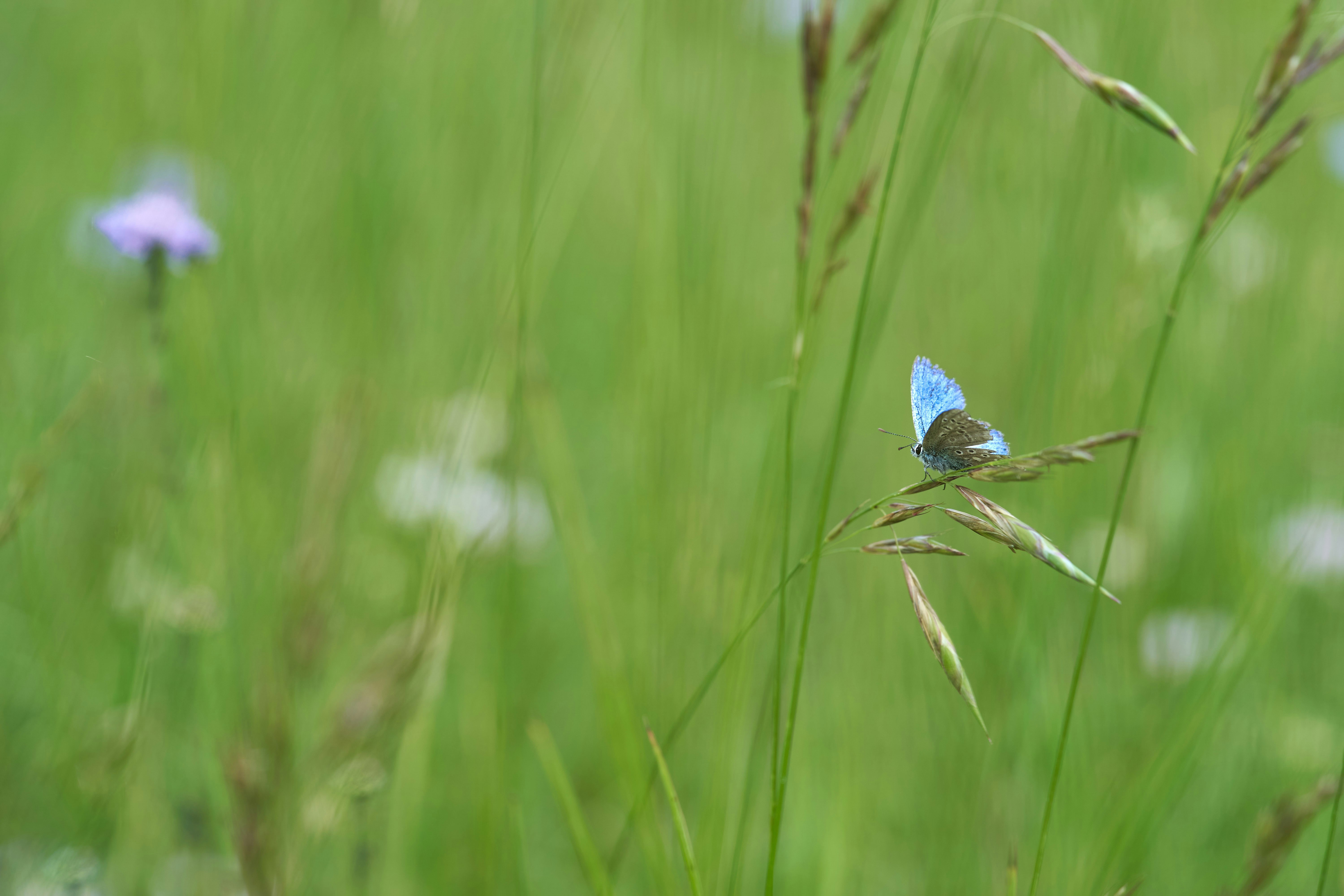 Photo by wolfgang_hasselmann