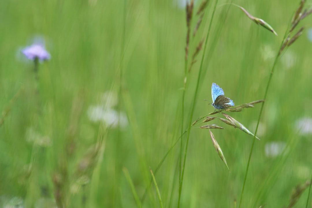 blue butterfly perched on green grass in close up photography during daytime
