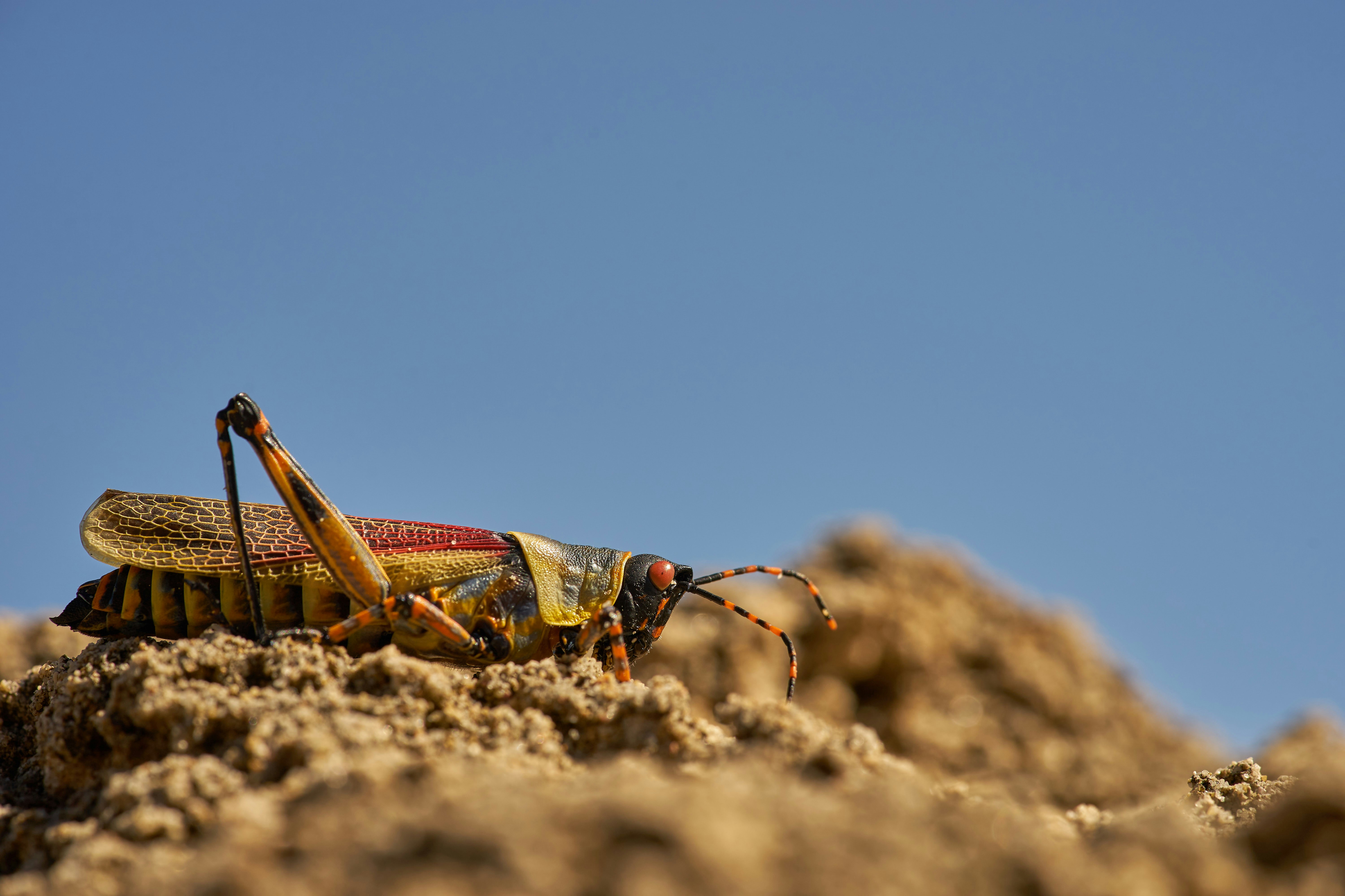 Photo by wolfgang_hasselmann