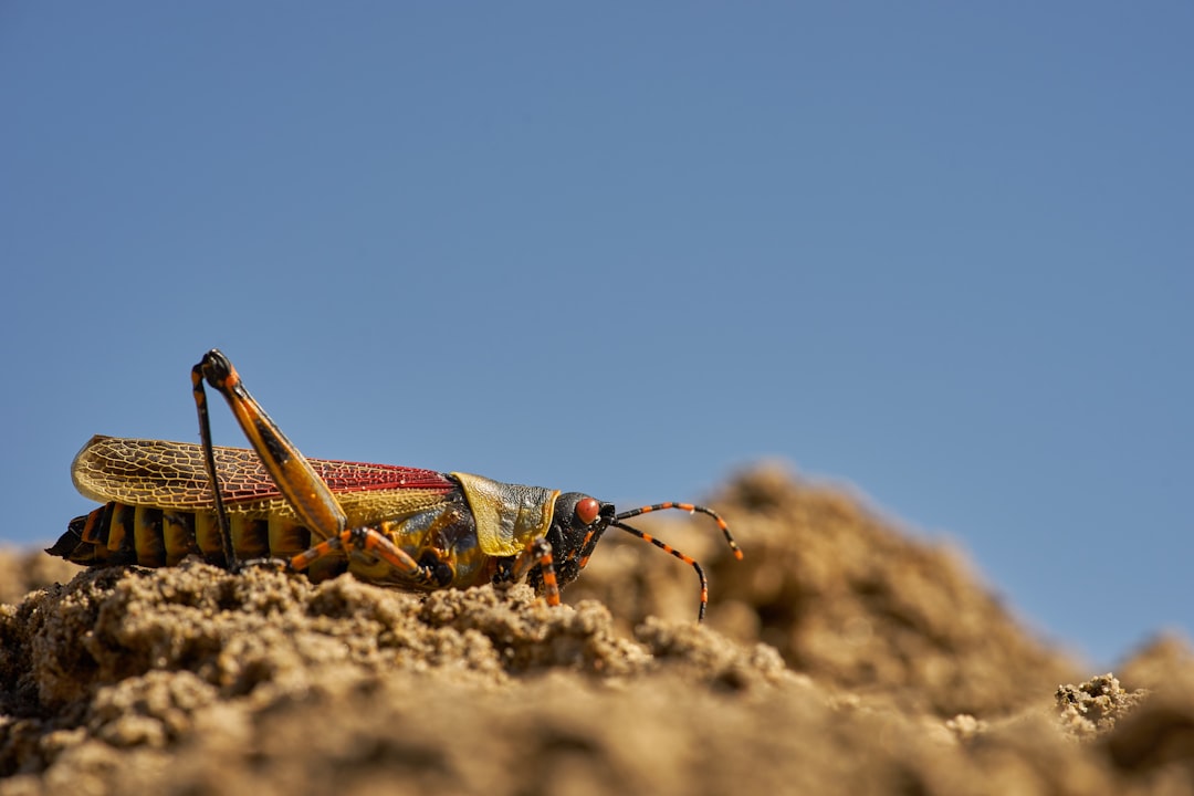 brown grasshopper on brown sand during daytime