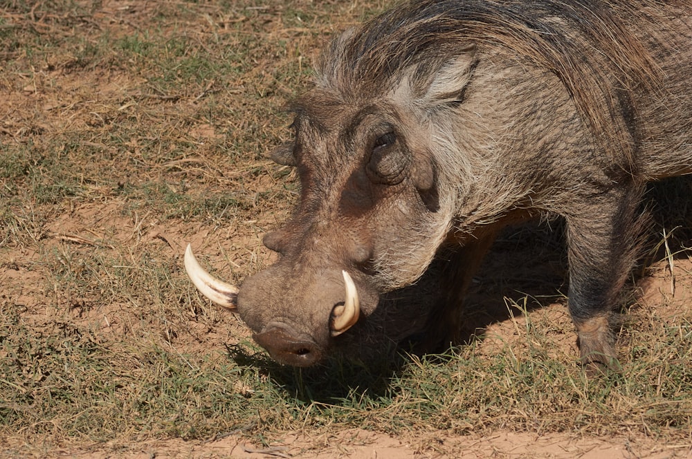 brown animal on brown grass during daytime