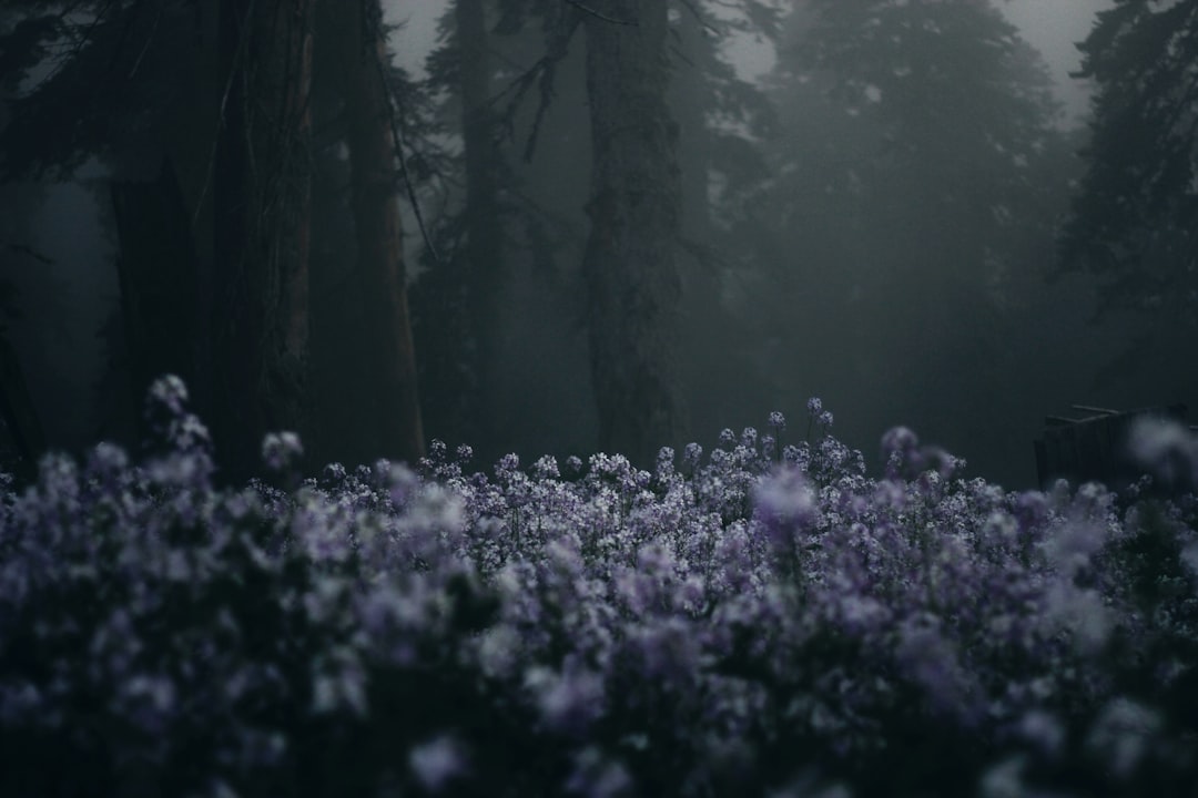 Forest photo spot Bakhmaro Adjara