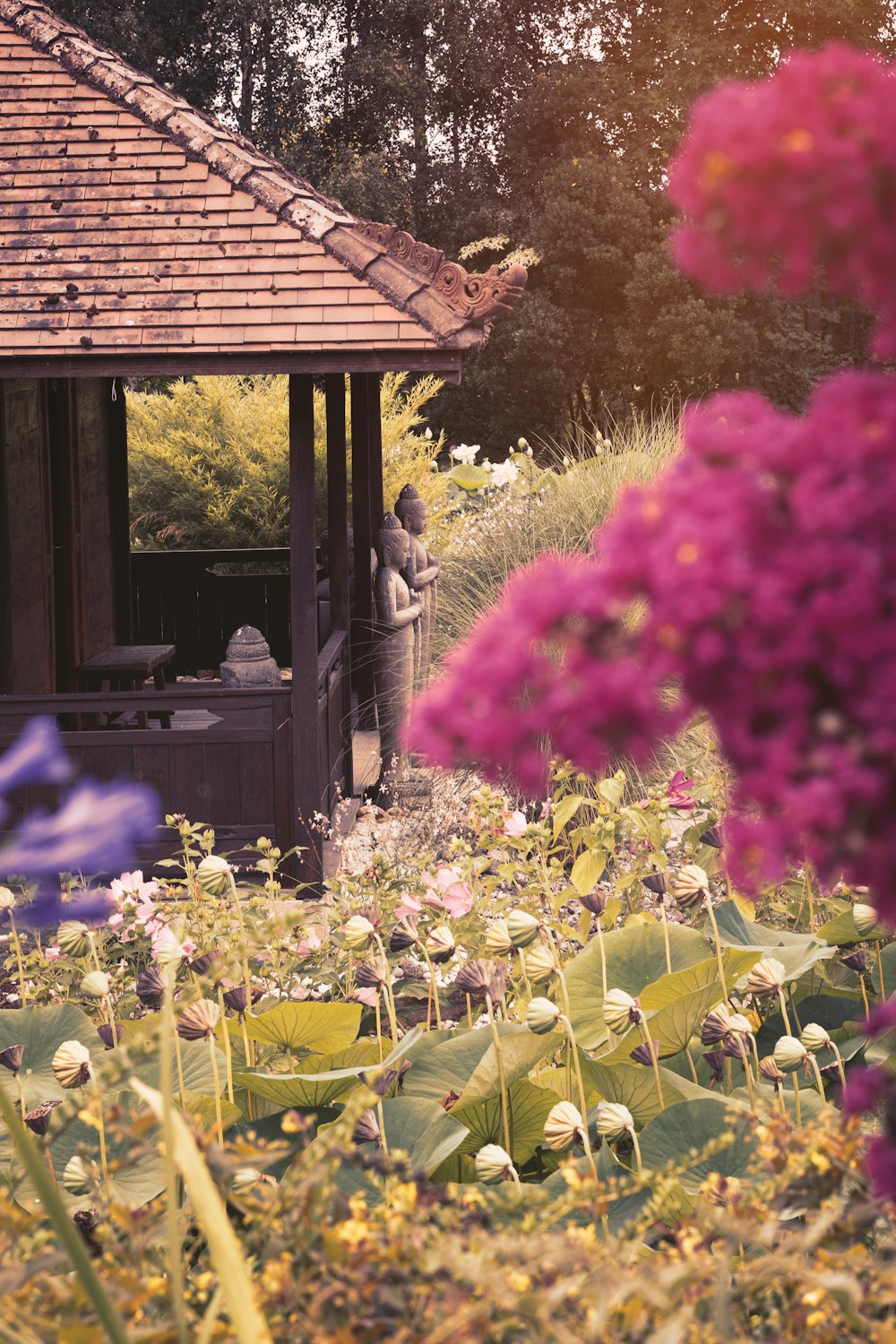 red and purple flowers near brown wooden house