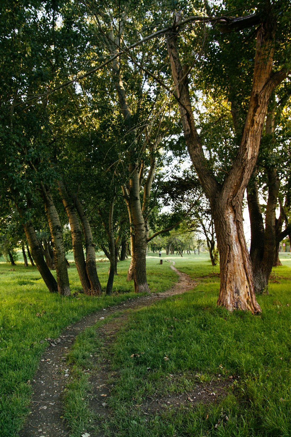 green grass field with trees