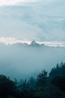 A serene landscape featuring a misty forest with dark, engraved tree trunks and soft light filtering through the leaves.