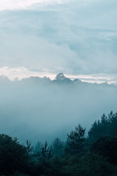 A serene landscape featuring a misty forest with dark, engraved tree trunks and soft light filtering through the leaves.