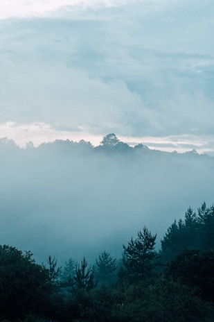 A serene landscape shot of a misty forest at dawn with muted charcoal and soft white tones.