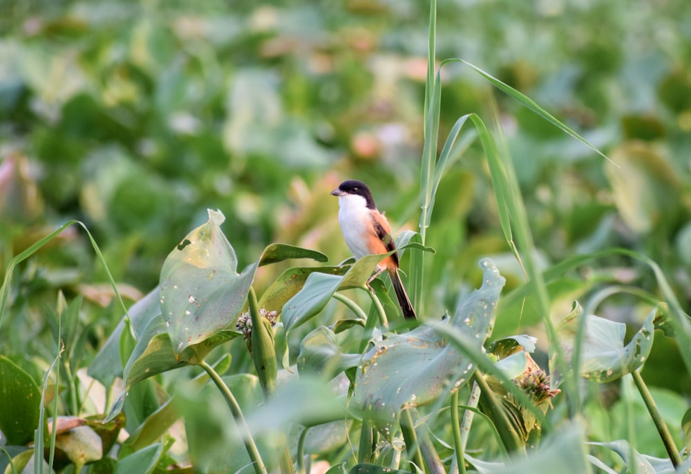 white and black bird on green plant during daytime