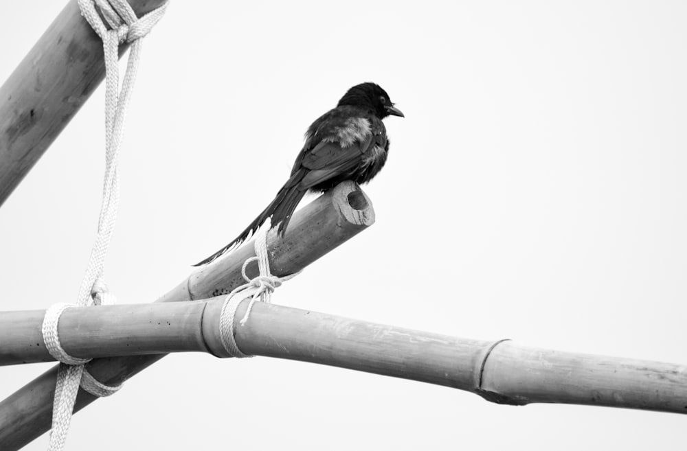 black bird on white tree branch