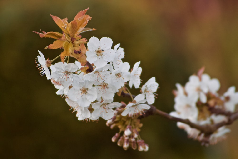 white cherry blossom in close up photography