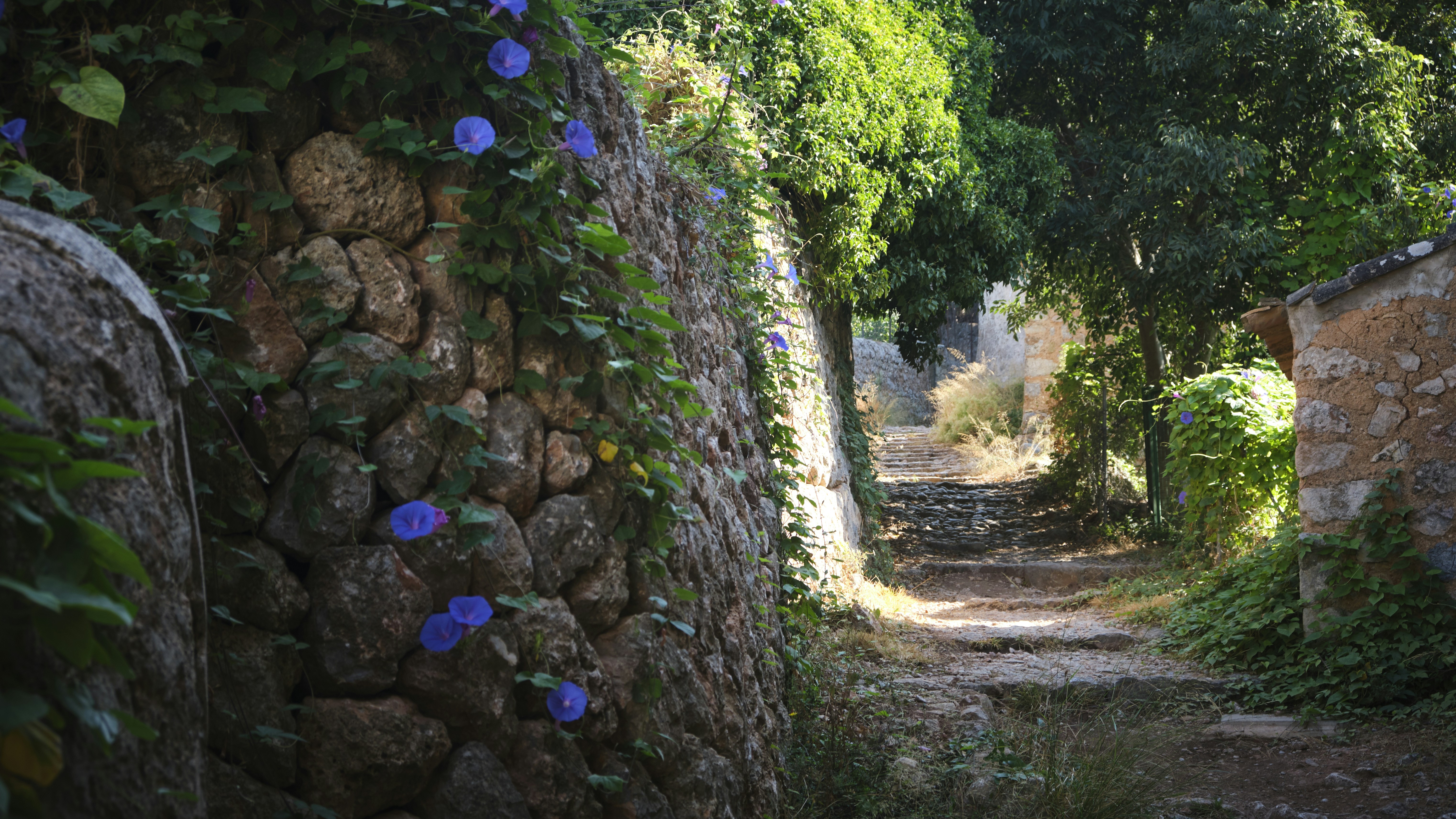 green moss on brown brick wall, Exploring the beautiful hidden paths and trails in the Serra de Tramuntana in Mallorca, Spain. 