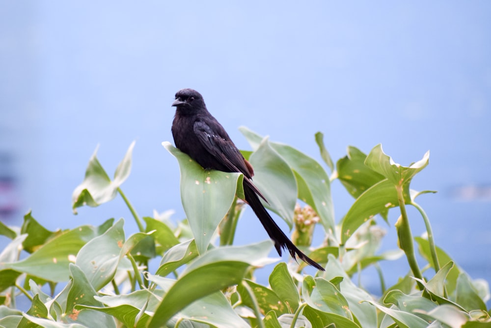 black bird perched on green leaf during daytime