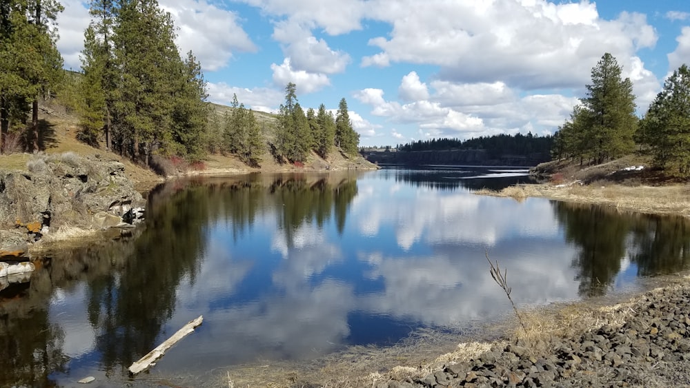 green trees beside lake under blue sky during daytime