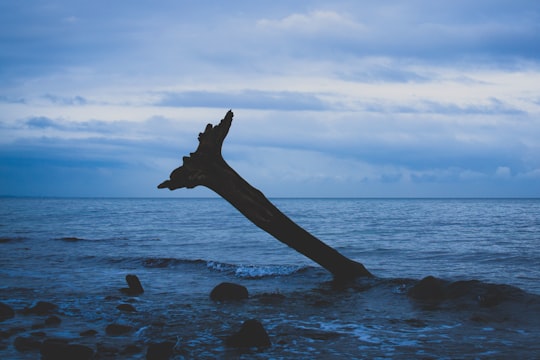 brown tree trunk on body of water during daytime in Travemunde Germany