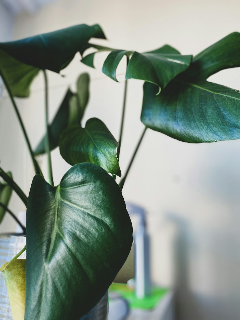 green leaves in tilt shift lens