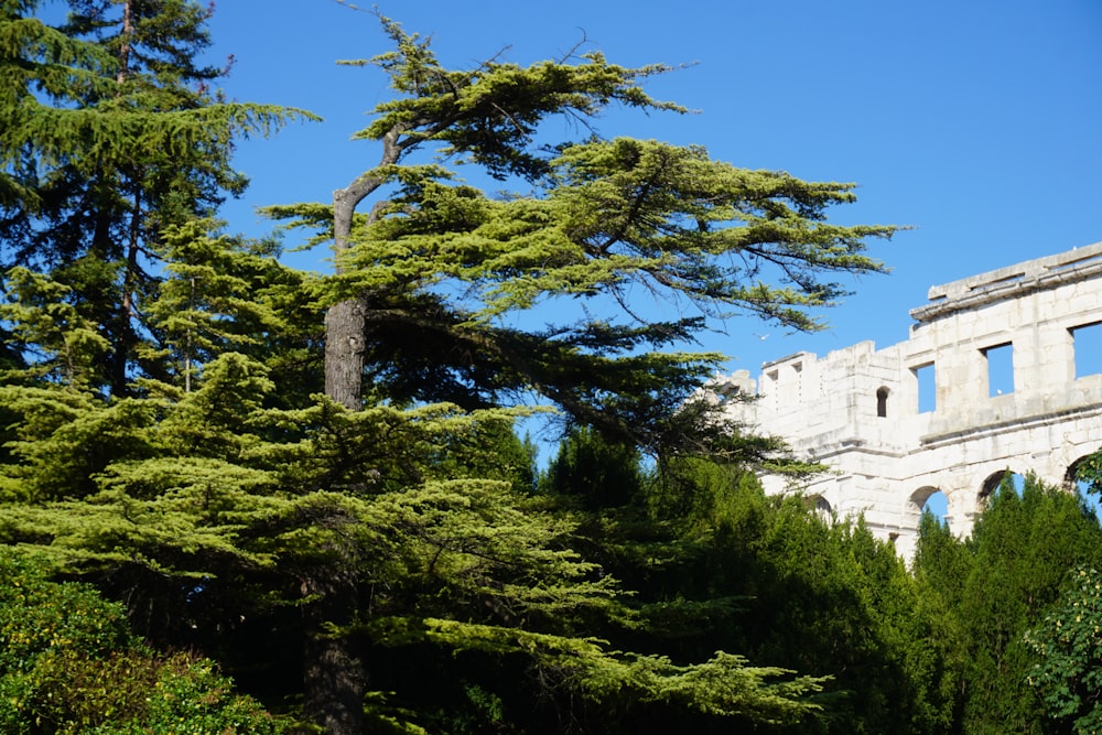 green trees near white concrete building during daytime