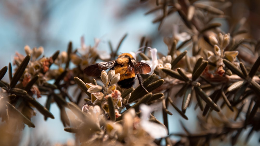 black and yellow bee on white flower