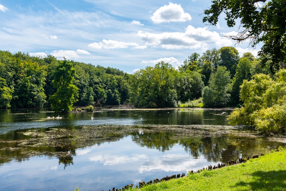 green trees beside river under white clouds and blue sky during daytime