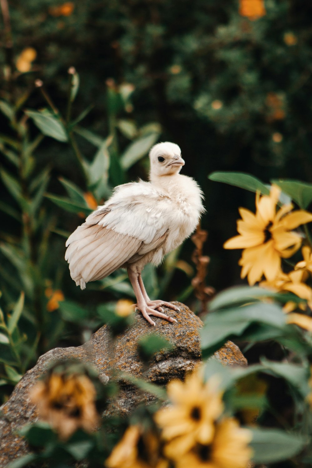 white bird on brown tree branch