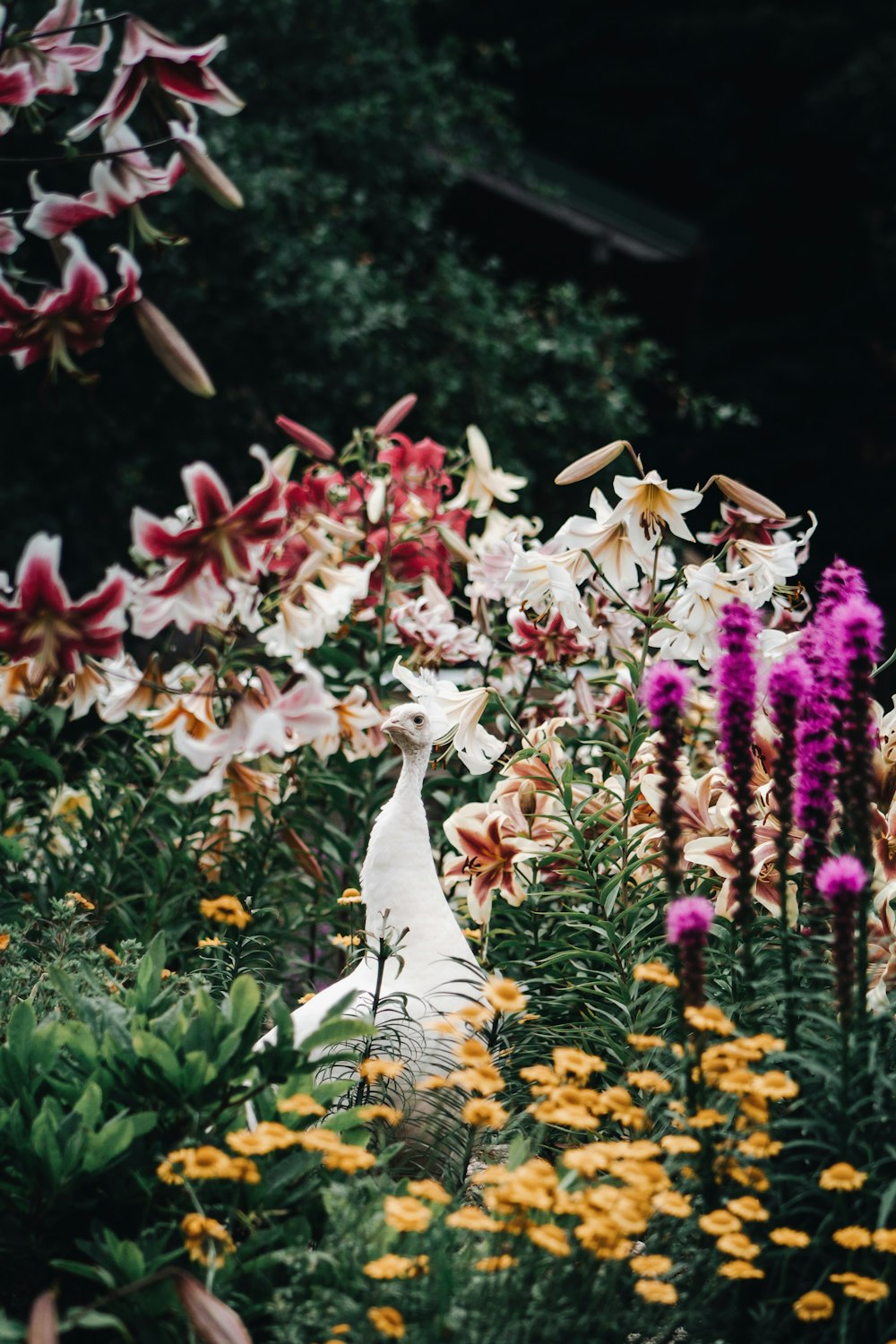 white bird on purple flowers