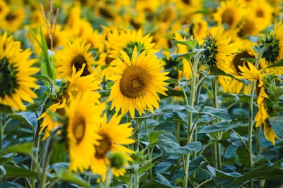 A vibrant sunflower field painted on a 12x12 canvas with brushes and paint pots around.