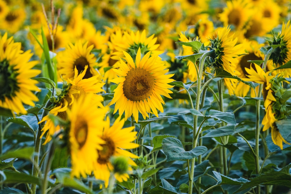 yellow sunflower in close up photography