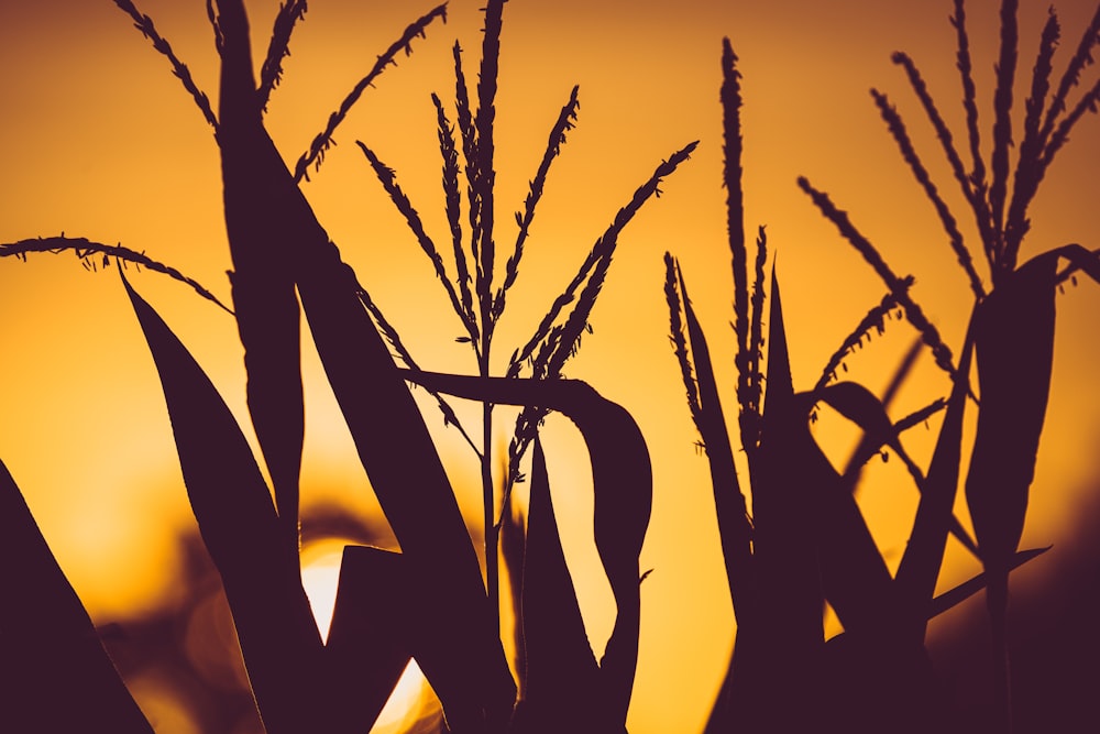 silhouette of plant during sunset