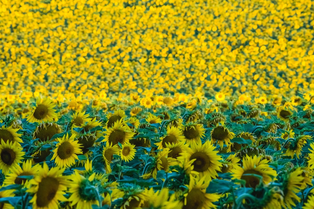 blue and yellow flower field