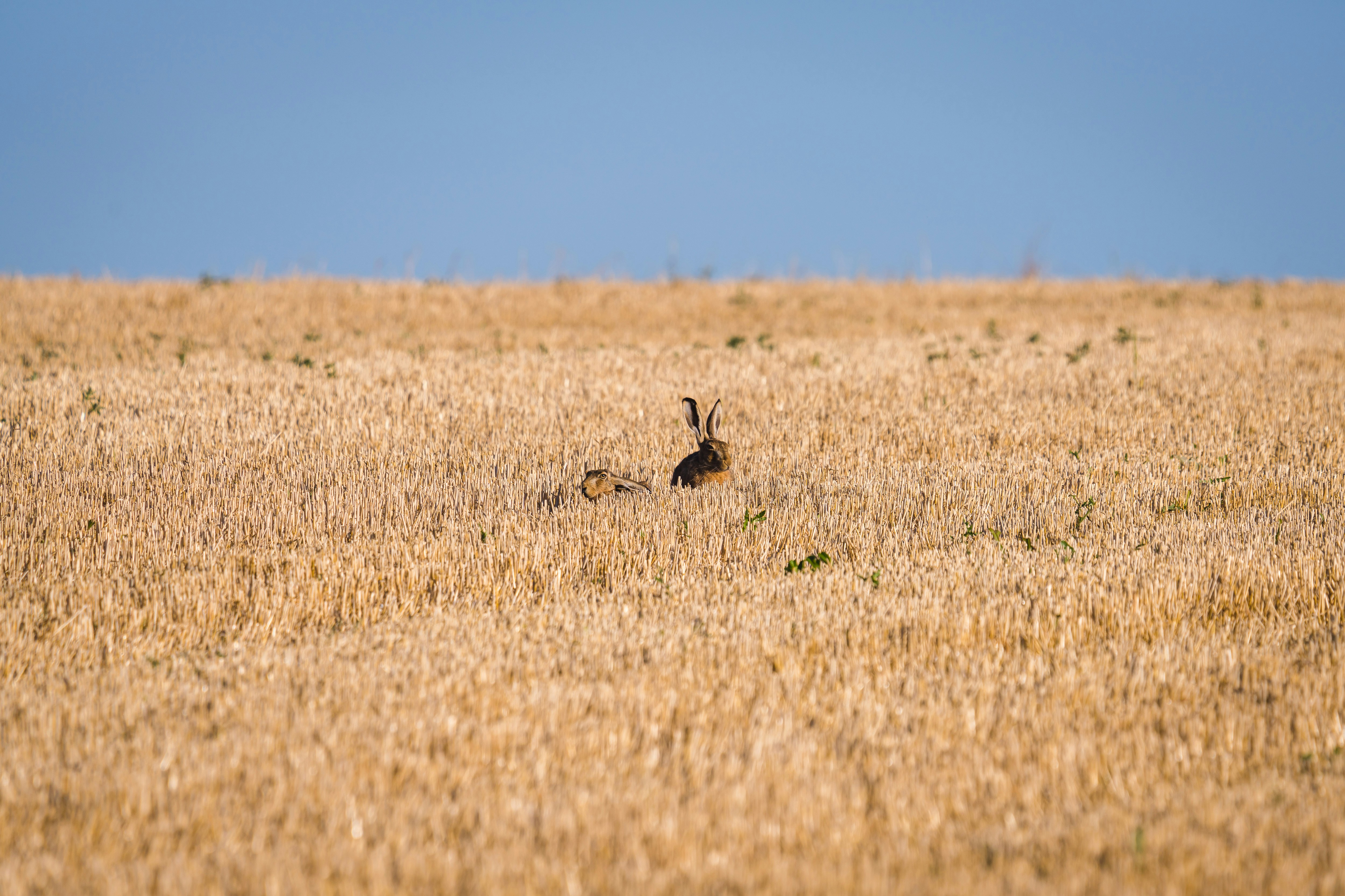 Photo by guillaumedegermain
