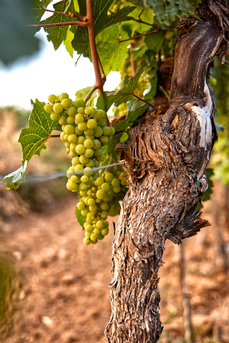 green grapes on brown tree branch during daytime