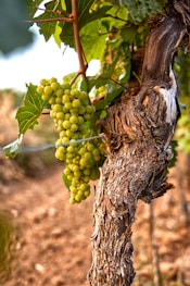 green grapes on brown tree branch during daytime
