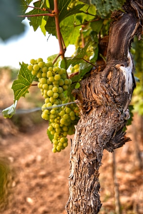 green grapes on brown tree branch during daytime