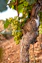 green grapes on brown tree branch during daytime