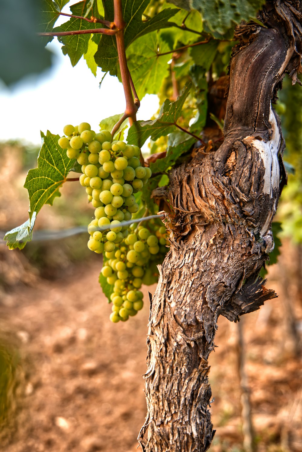 uvas verdes no galho marrom da árvore durante o dia