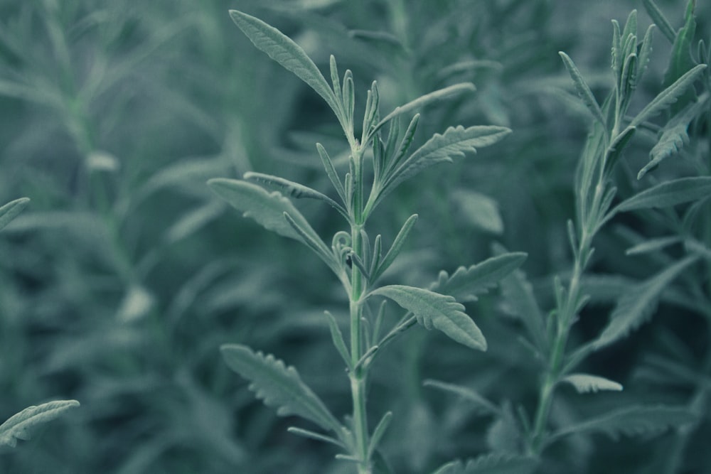 plante verte en gros plan photographie