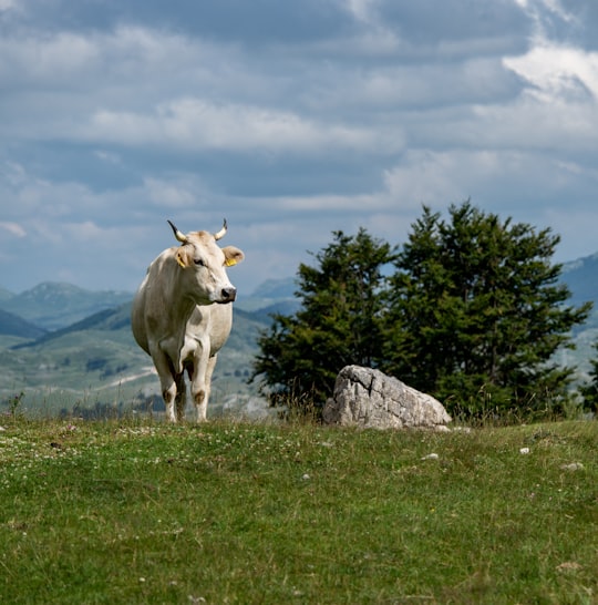 white cow on green grass field under white clouds and blue sky during daytime in Durmitor Montenegro
