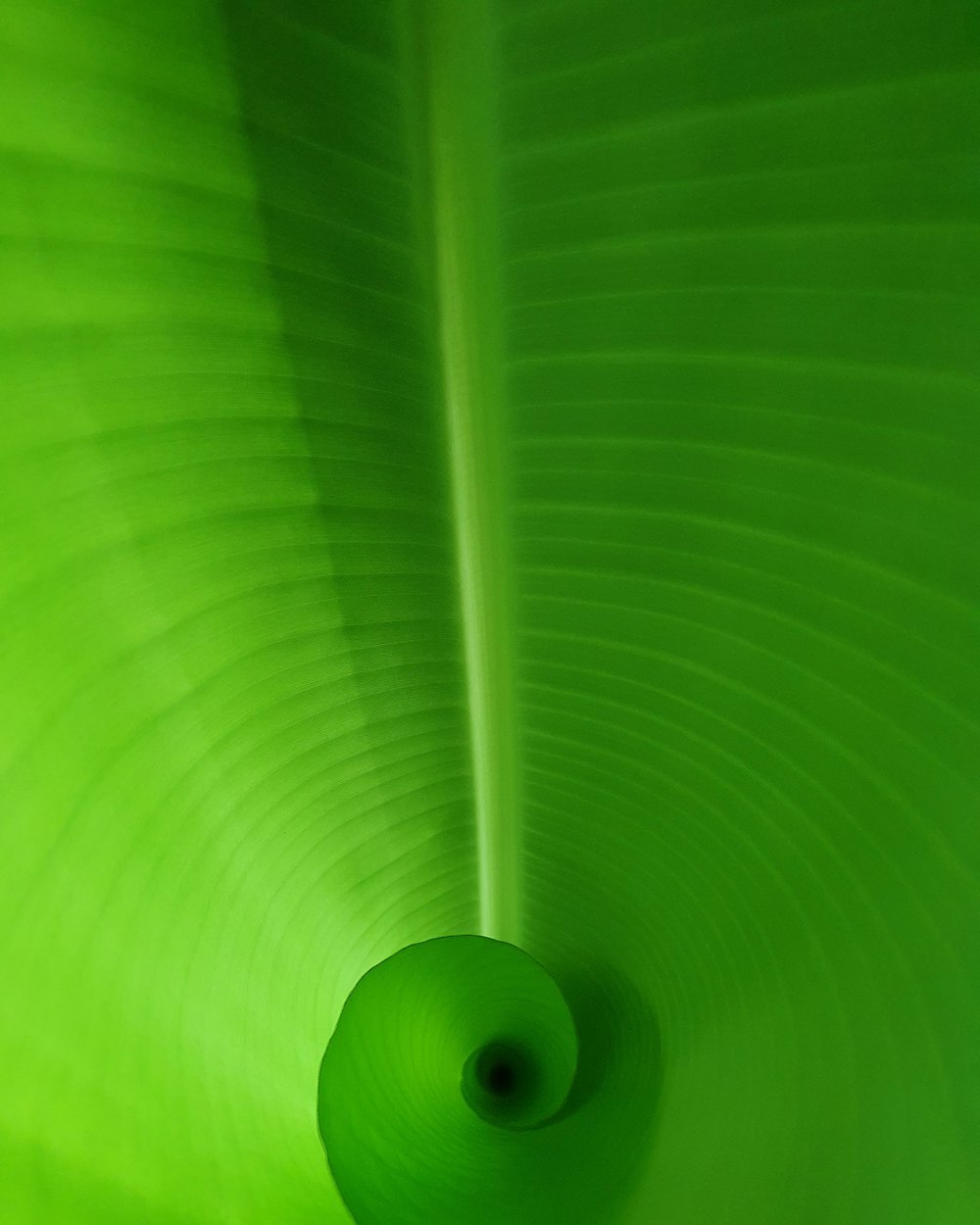 green leaf in close up photography