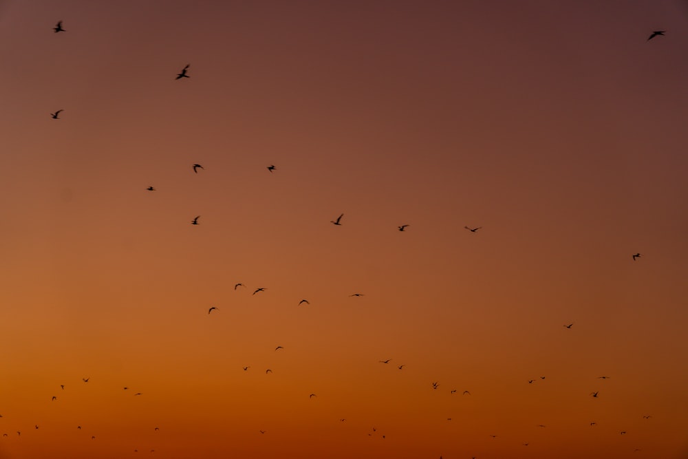 flock of birds flying under blue sky during daytime