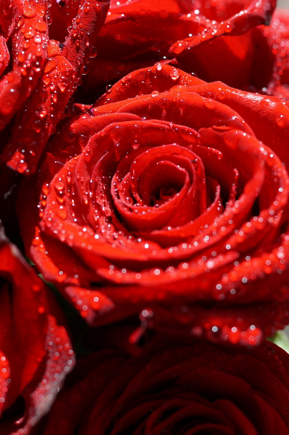 red rose in close up photography