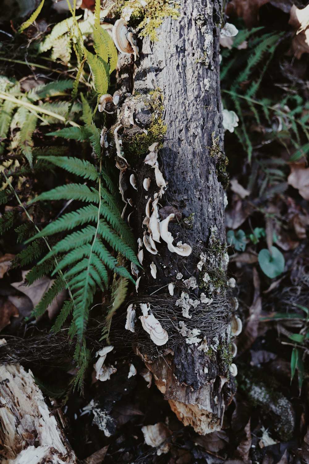 green fern plant on brown tree trunk