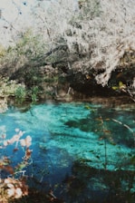 green trees beside body of water during daytime