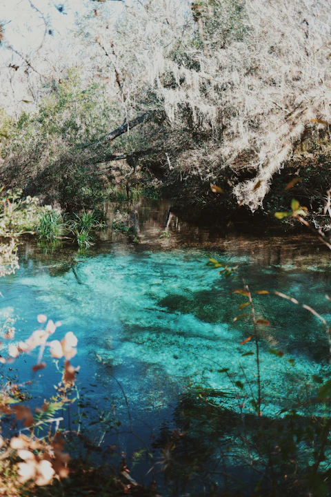 overhanging oak trees beside Florida spring during daytime