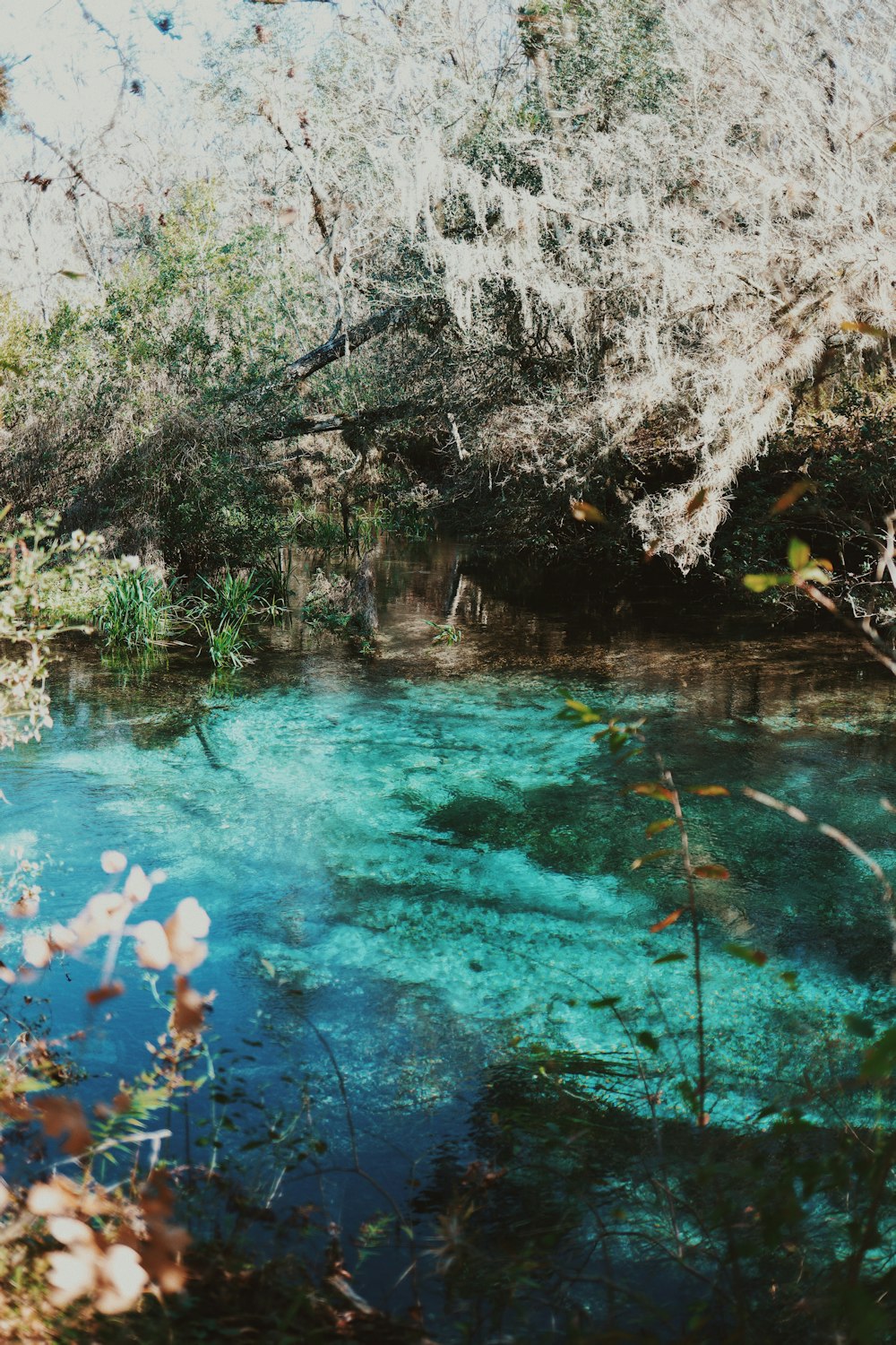 green trees beside body of water during daytime