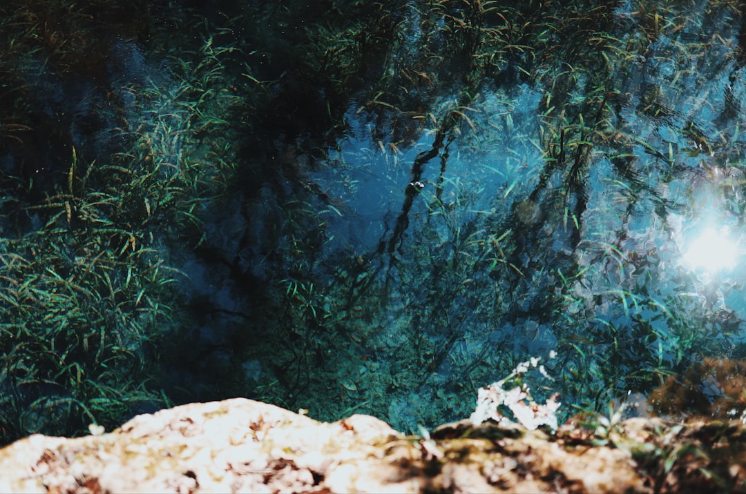 green moss on brown rock