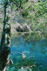 green trees beside river during daytime