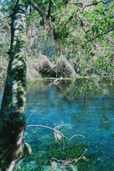 A serene view of Briisi-Mõisa's natural water source surrounded by lush greenery.