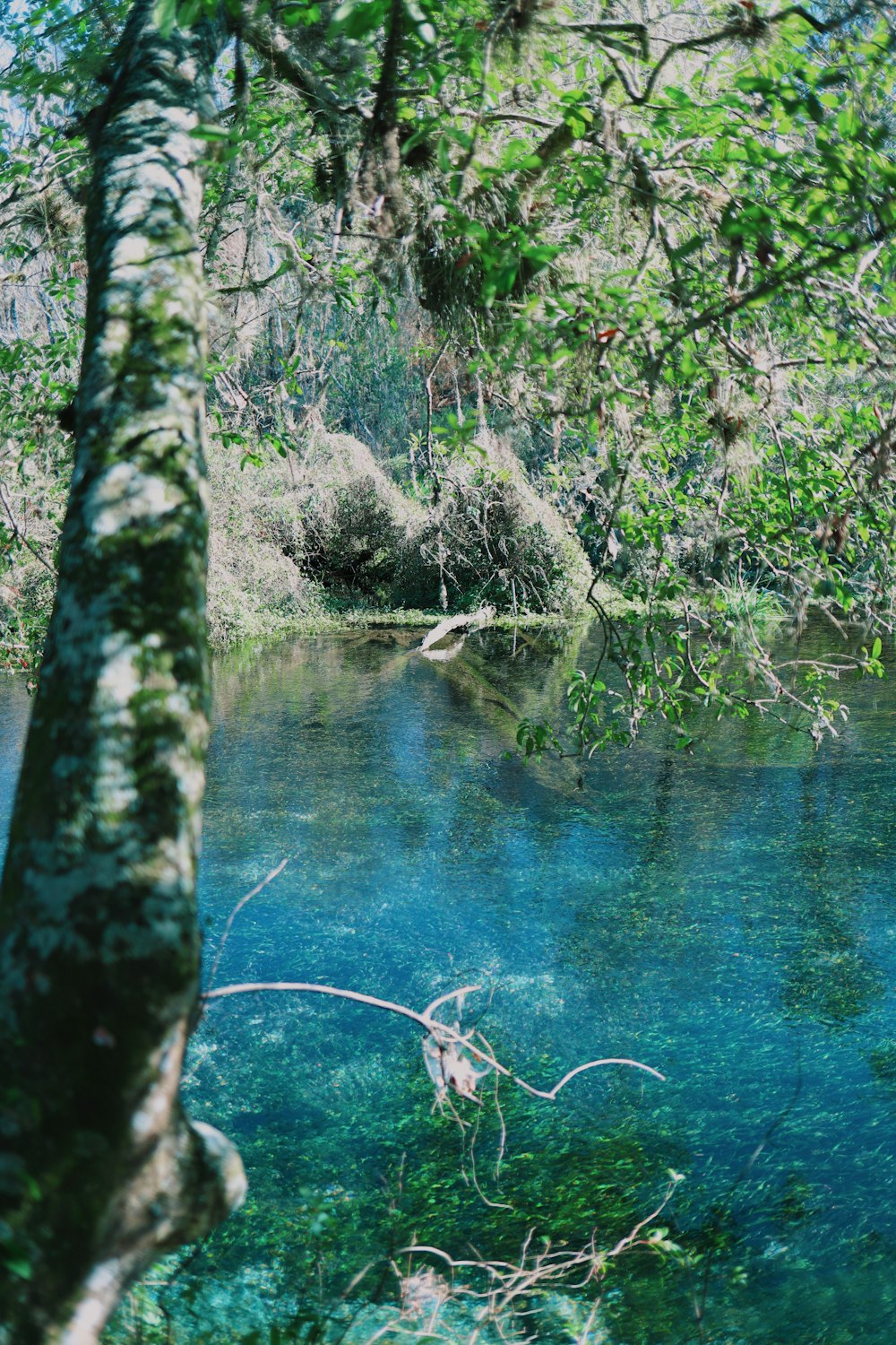 green trees beside river during daytime