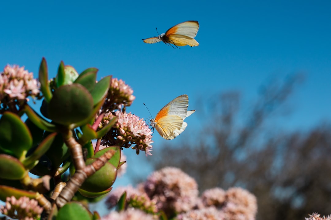 yellow and white butterfly on green plant during daytime